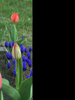 Tapeta tulipany_a_modrenec