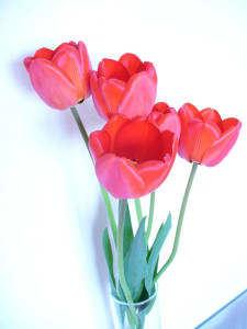 Tapeta: Tulip�ny-�erven�