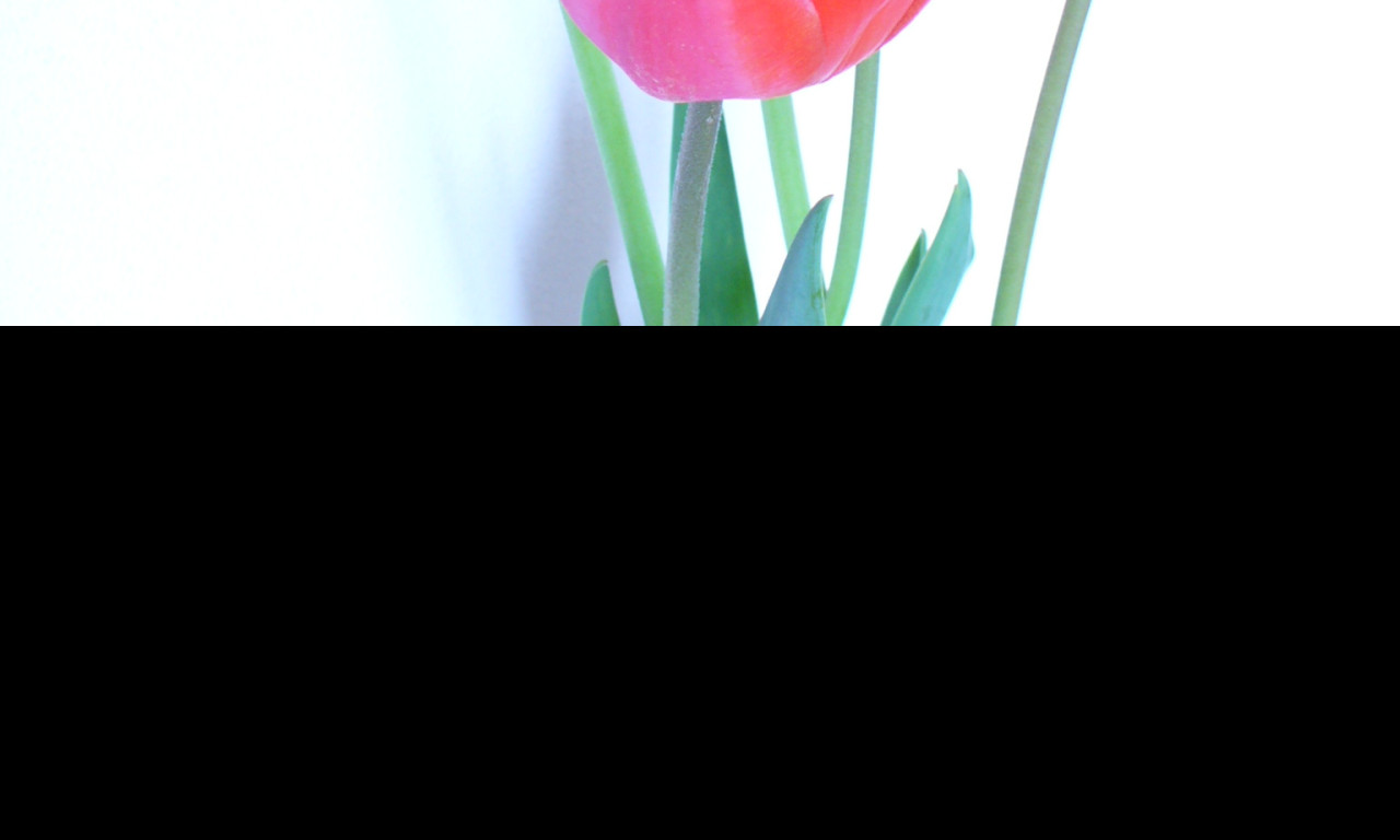 Tapeta tulipany_cervene