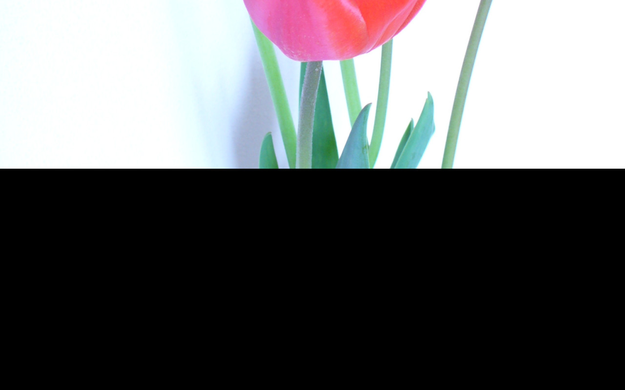 Tapeta tulipany_cervene