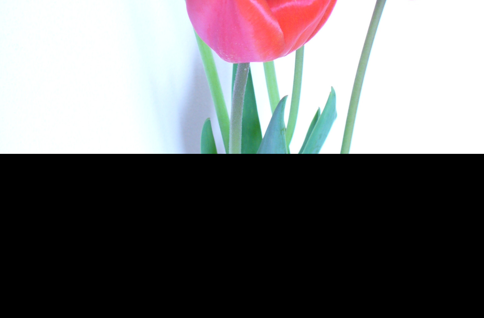 Tapeta tulipany_cervene