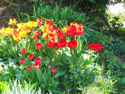 Tapeta: Tulipny na zahrad