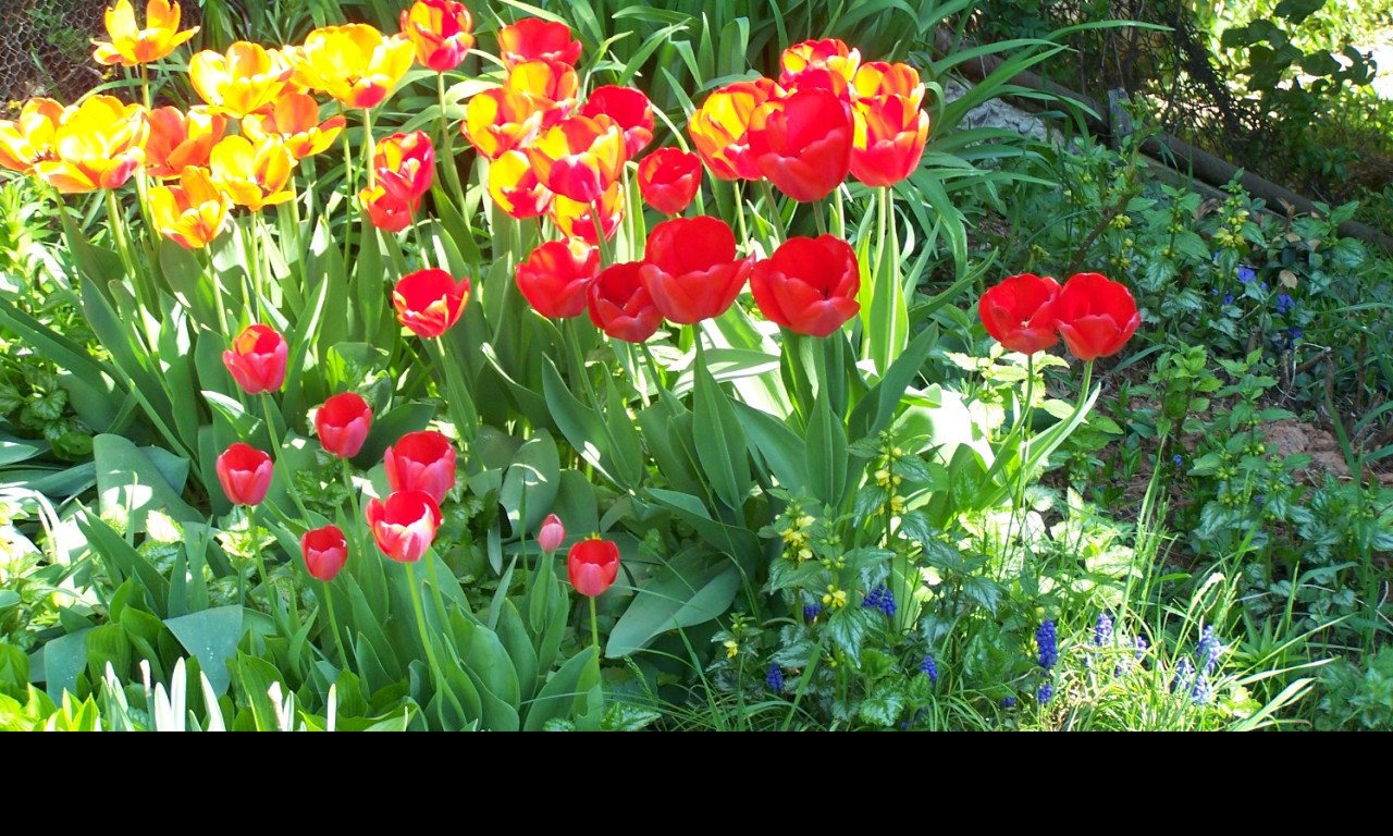 Tapeta tulipany_na_zahrade