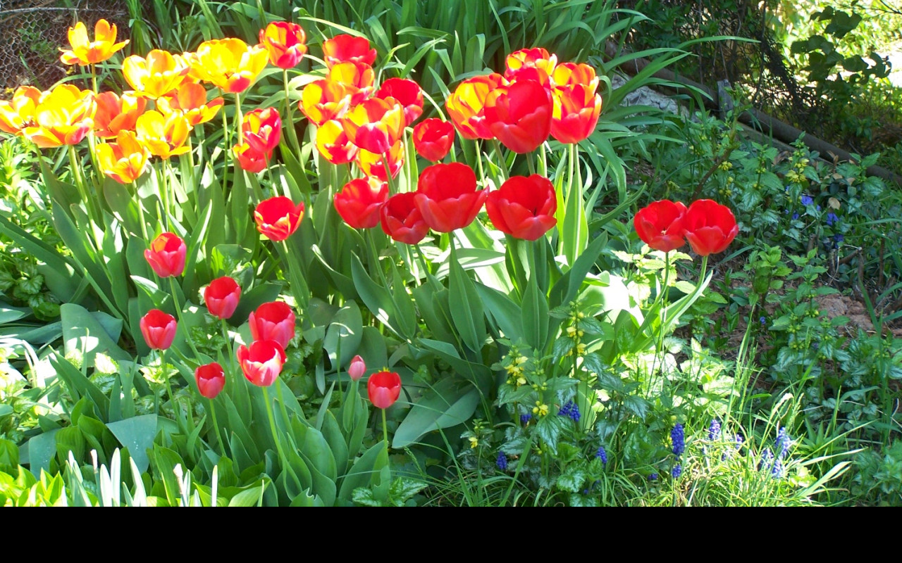 Tapeta tulipany_na_zahrade