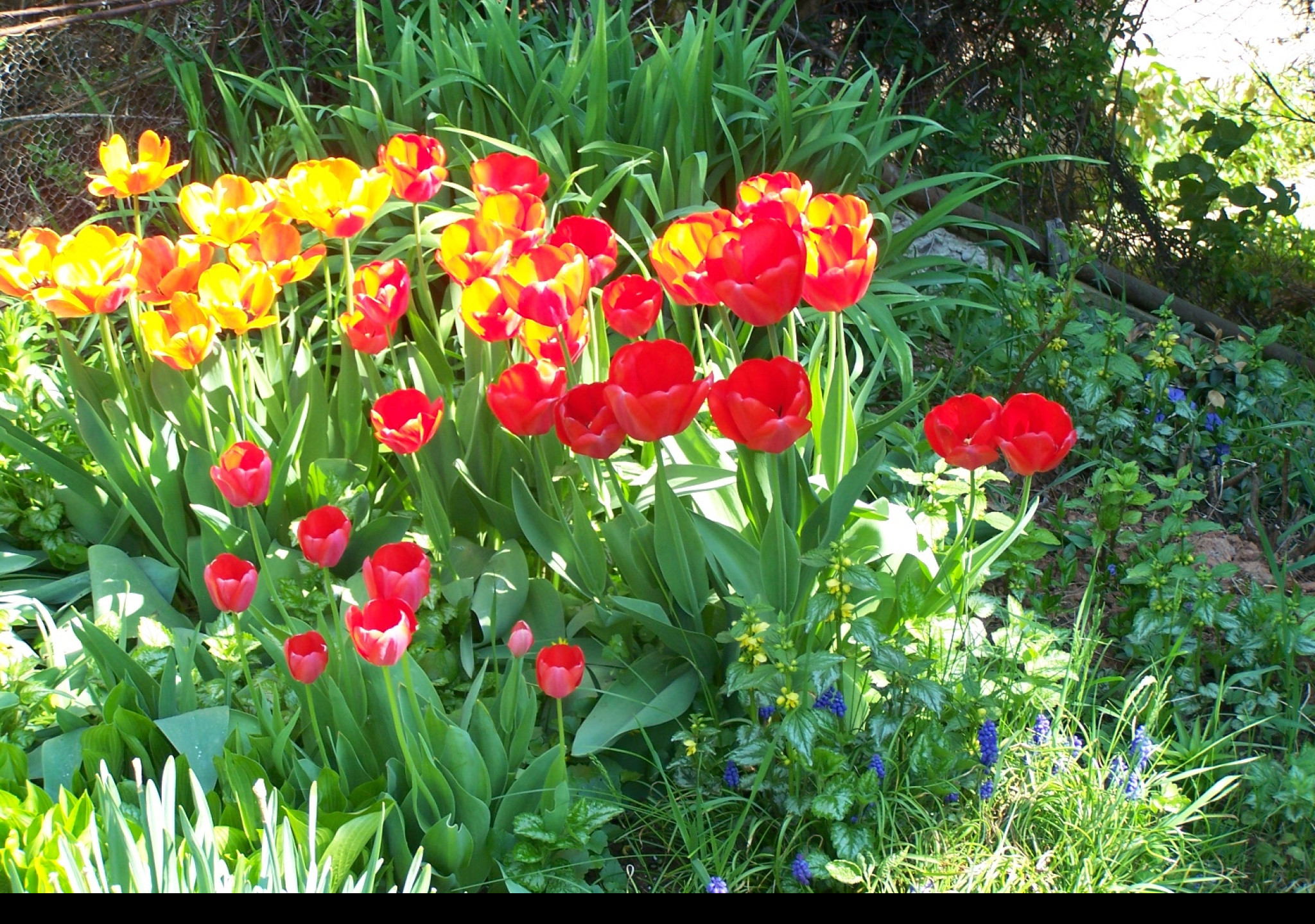 Tapeta tulipany_na_zahrade