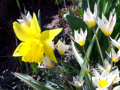 Tapeta: Tulip�ny s narcisem