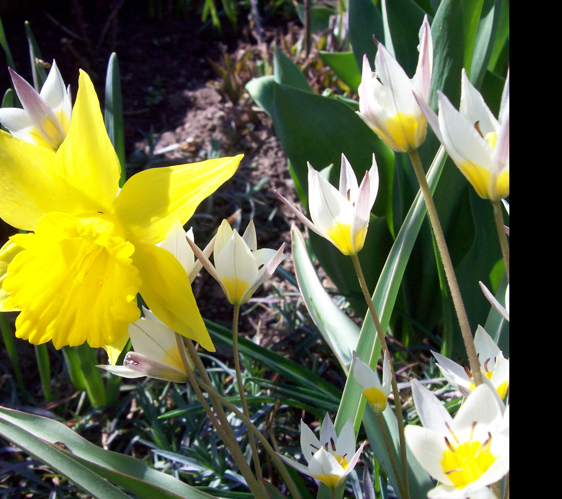 Tapeta tulipany_s_narcisem