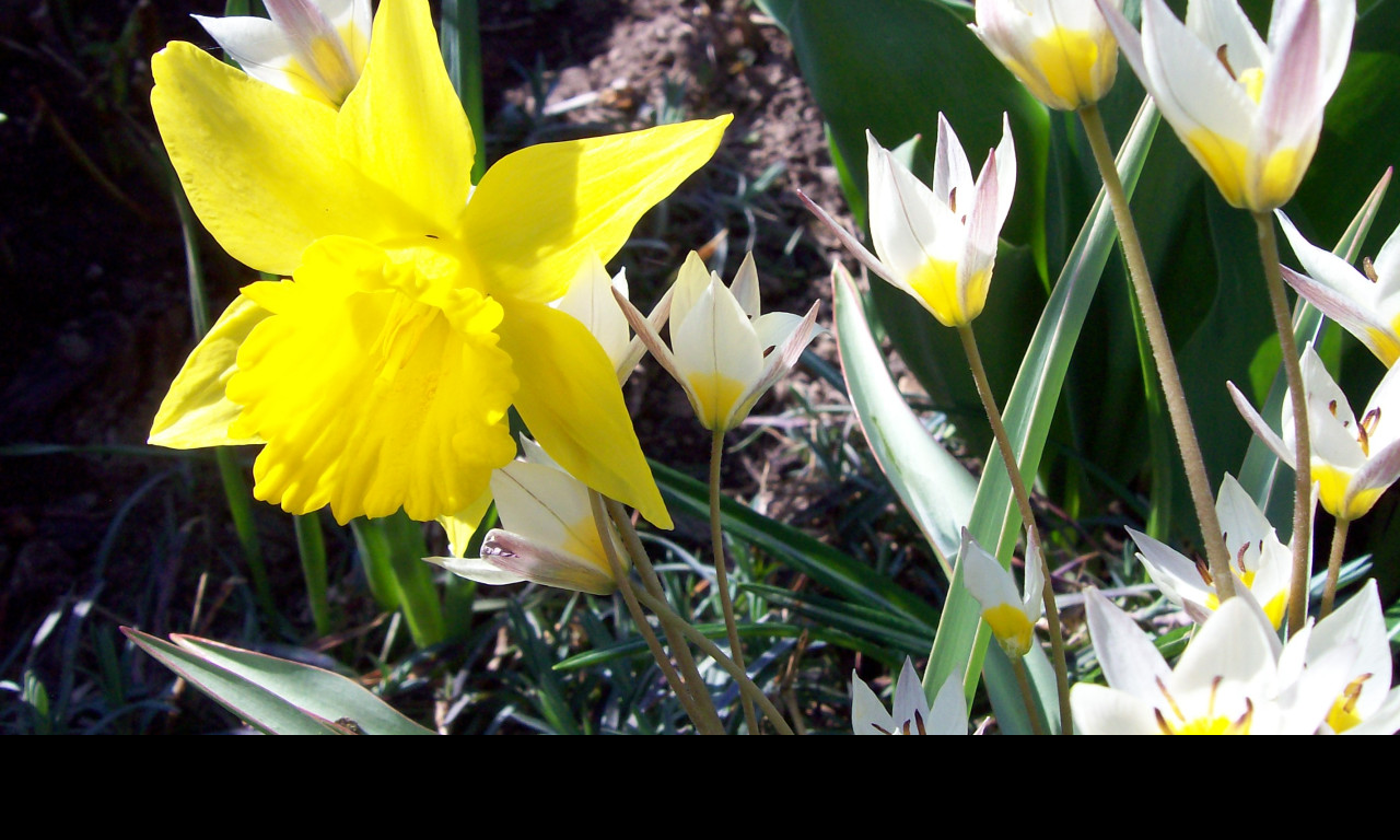 Tapeta tulipany_s_narcisem