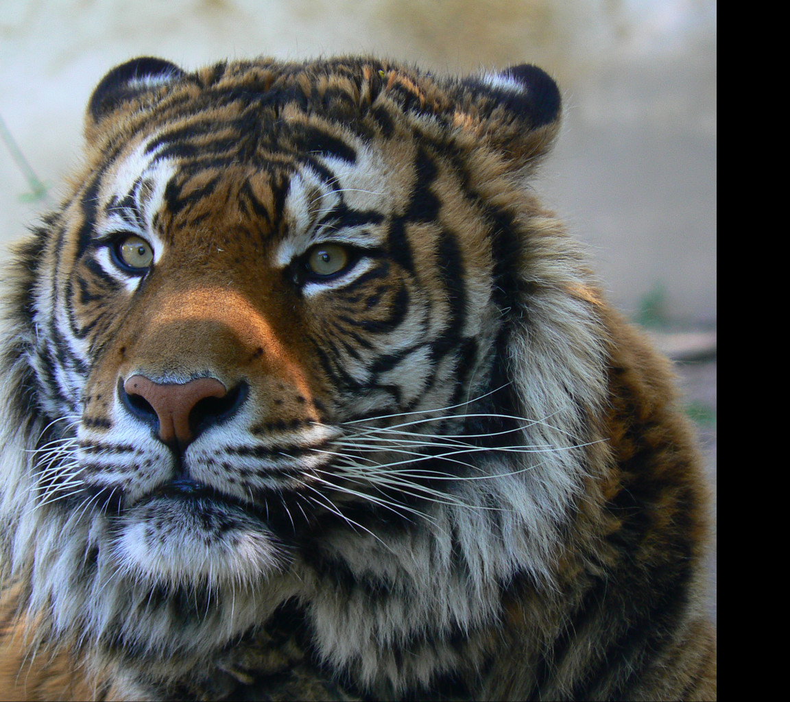 Tapeta tyger