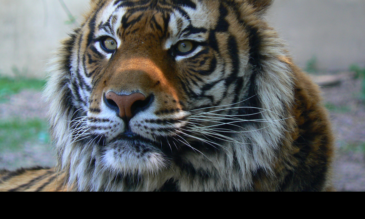 Tapeta tyger