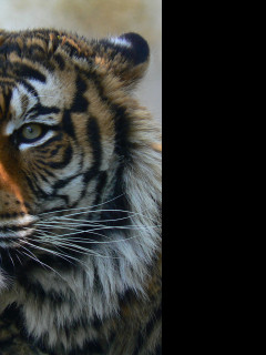 Tapeta tyger