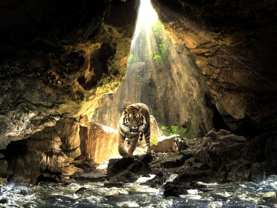 Tapeta: Tygr v jeskyni