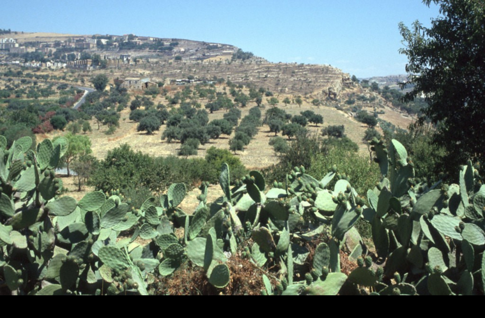 Tapeta udoli_palacu_agrigento_4