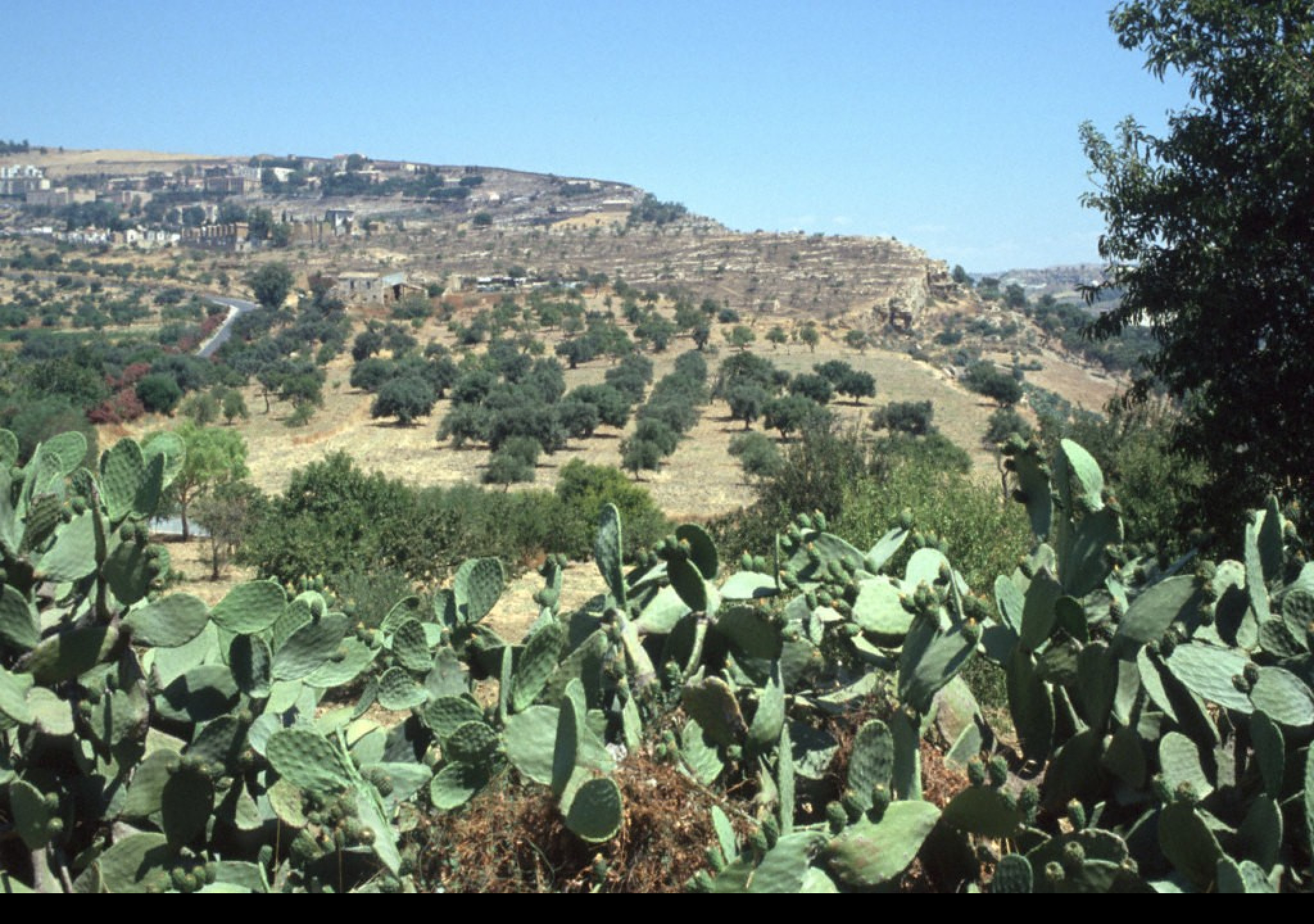 Tapeta udoli_palacu_agrigento_4