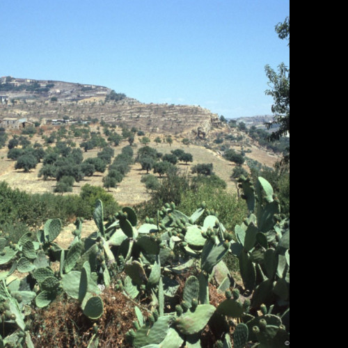 Tapeta udoli_palacu_agrigento_4