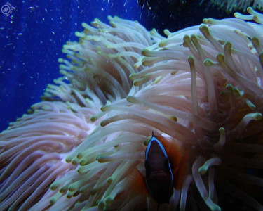 Tapeta: Under the Sea
