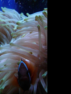 Tapeta underthesea