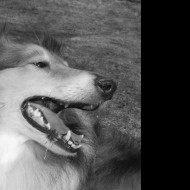 Tapeta usmev_prosim_2