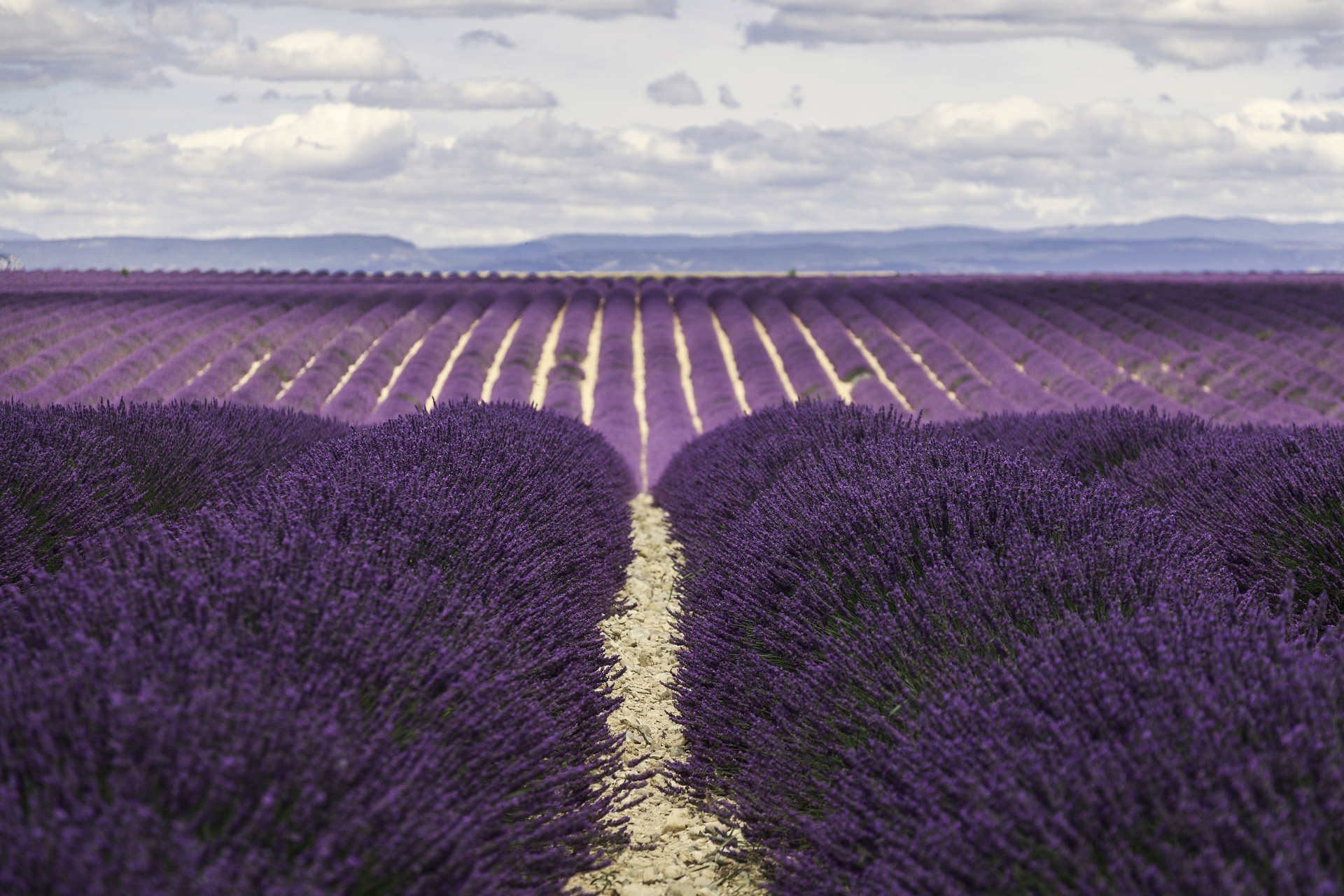 Tapeta valensole