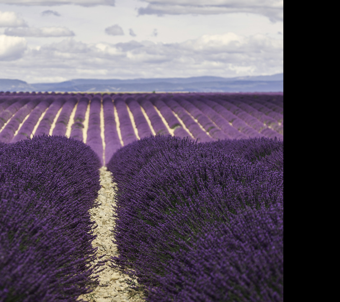 Tapeta valensole