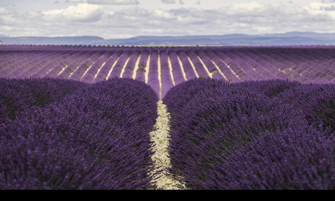 Tapeta valensole