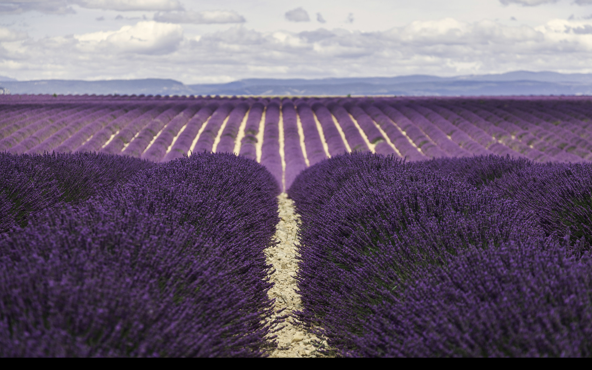 Tapeta valensole