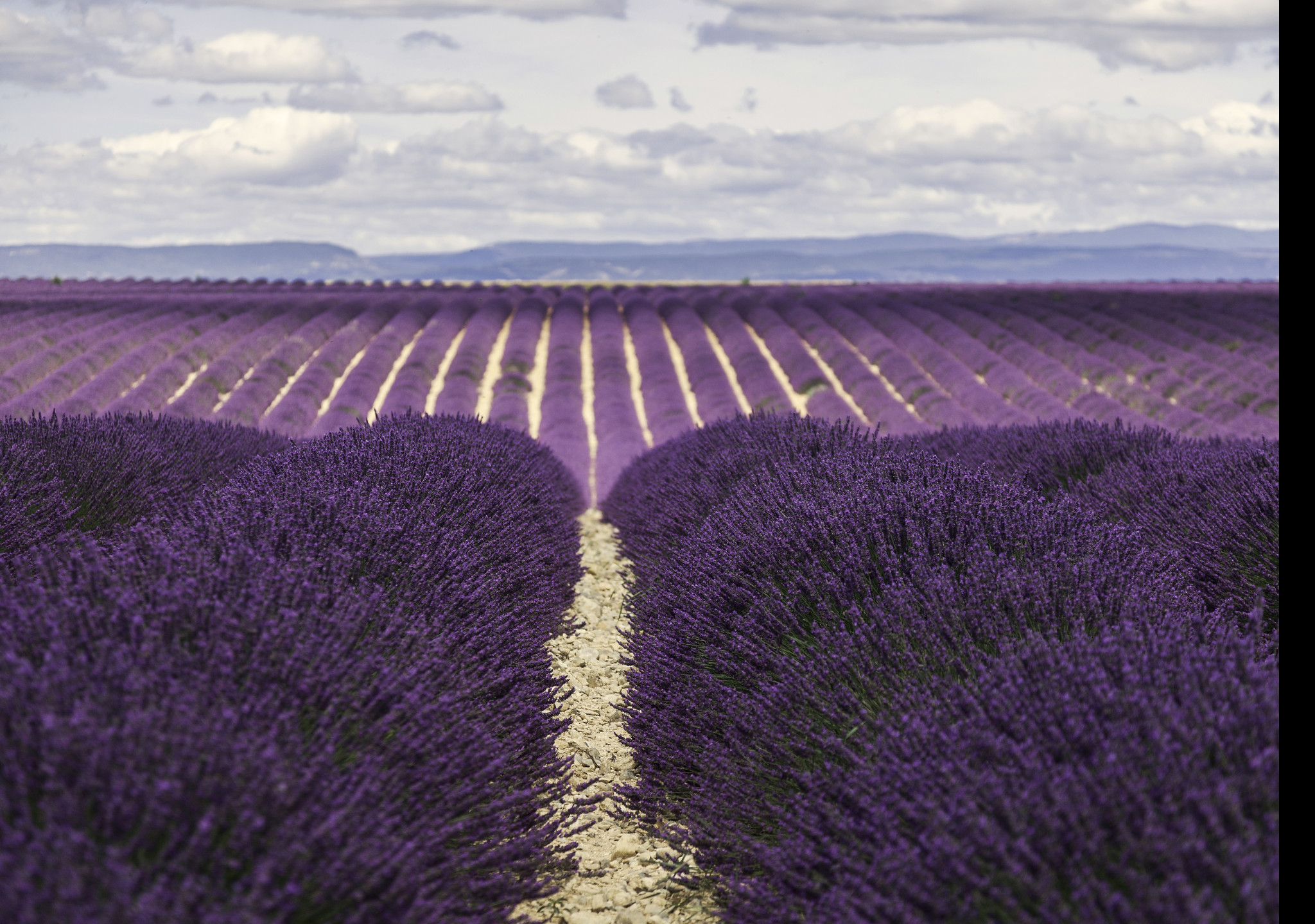 Tapeta valensole