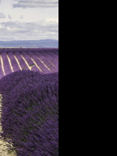 Tapeta valensole