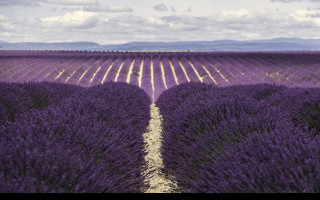 Tapeta valensole