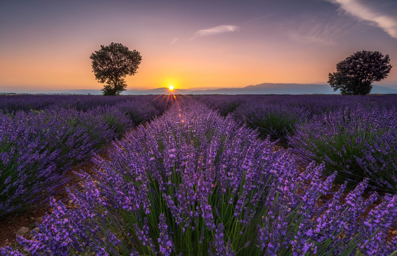 Tapeta valensole_2