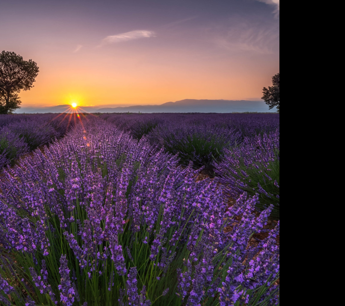 Tapeta valensole_2