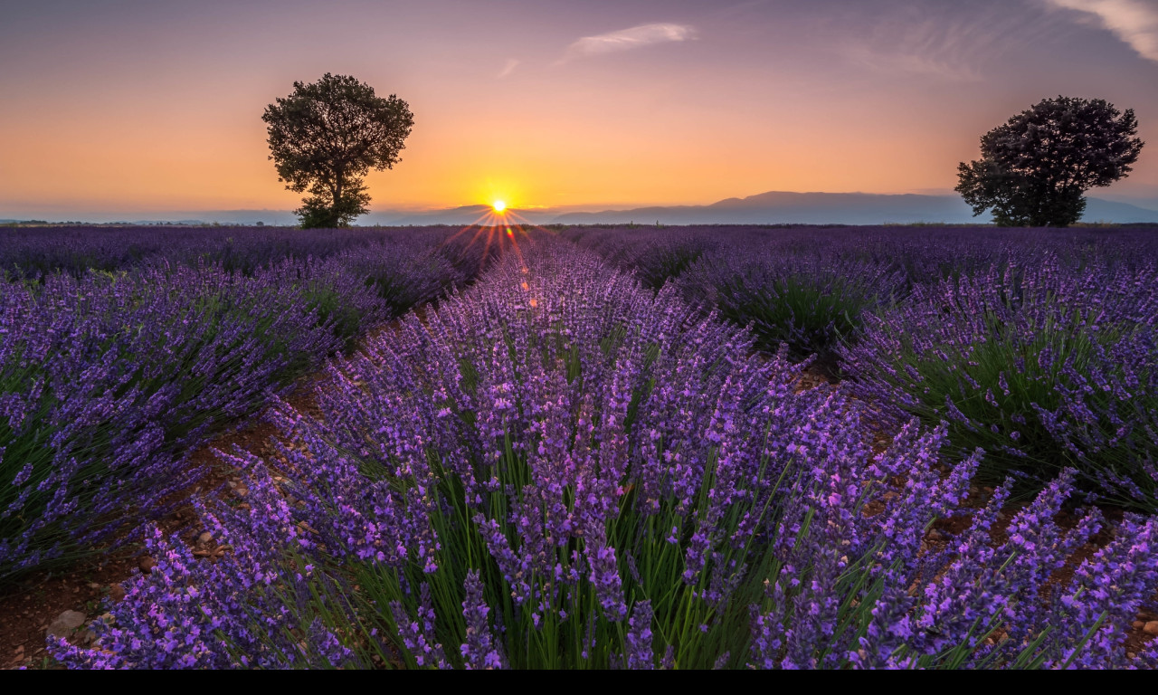 Tapeta valensole_2