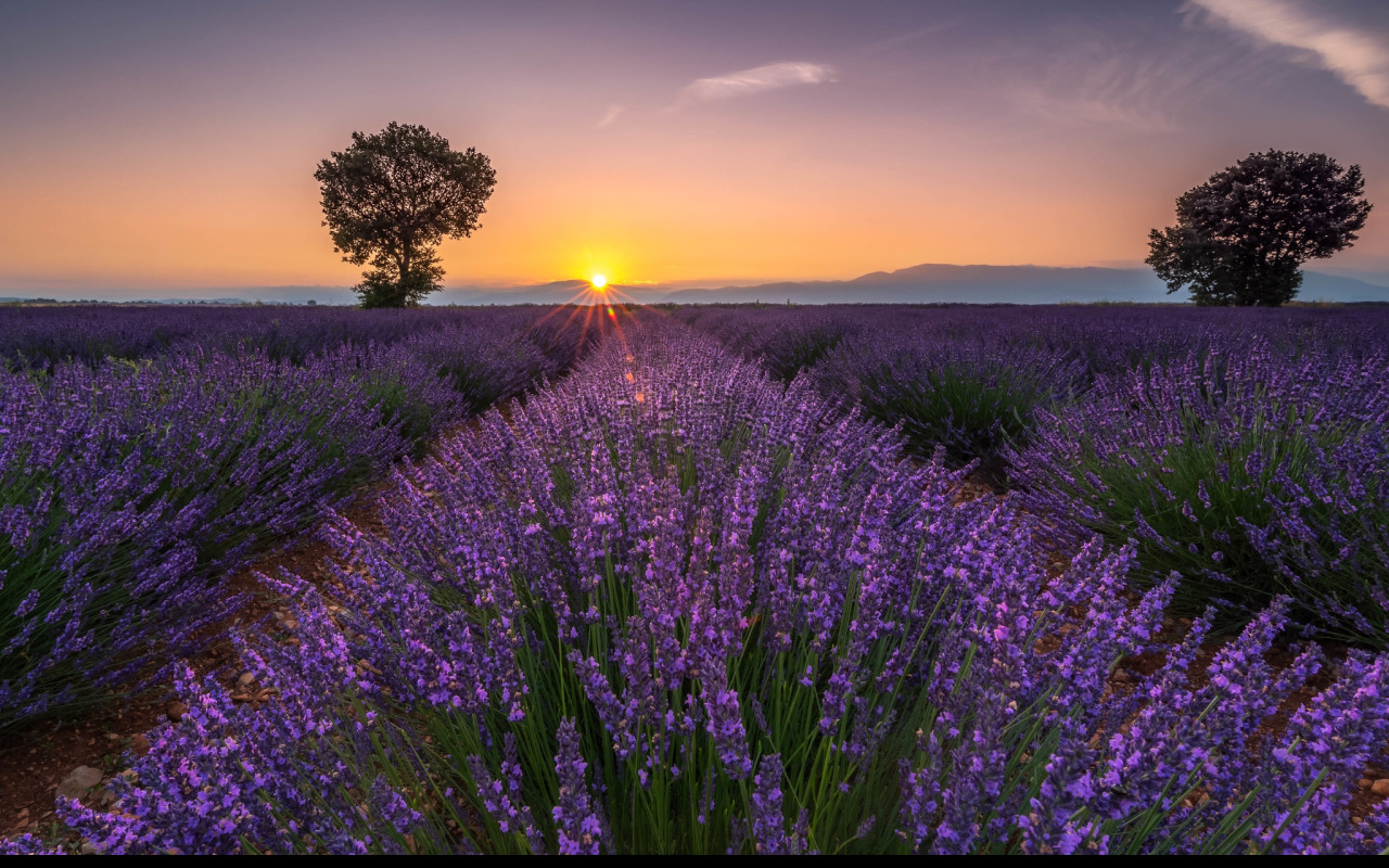 Tapeta valensole_2