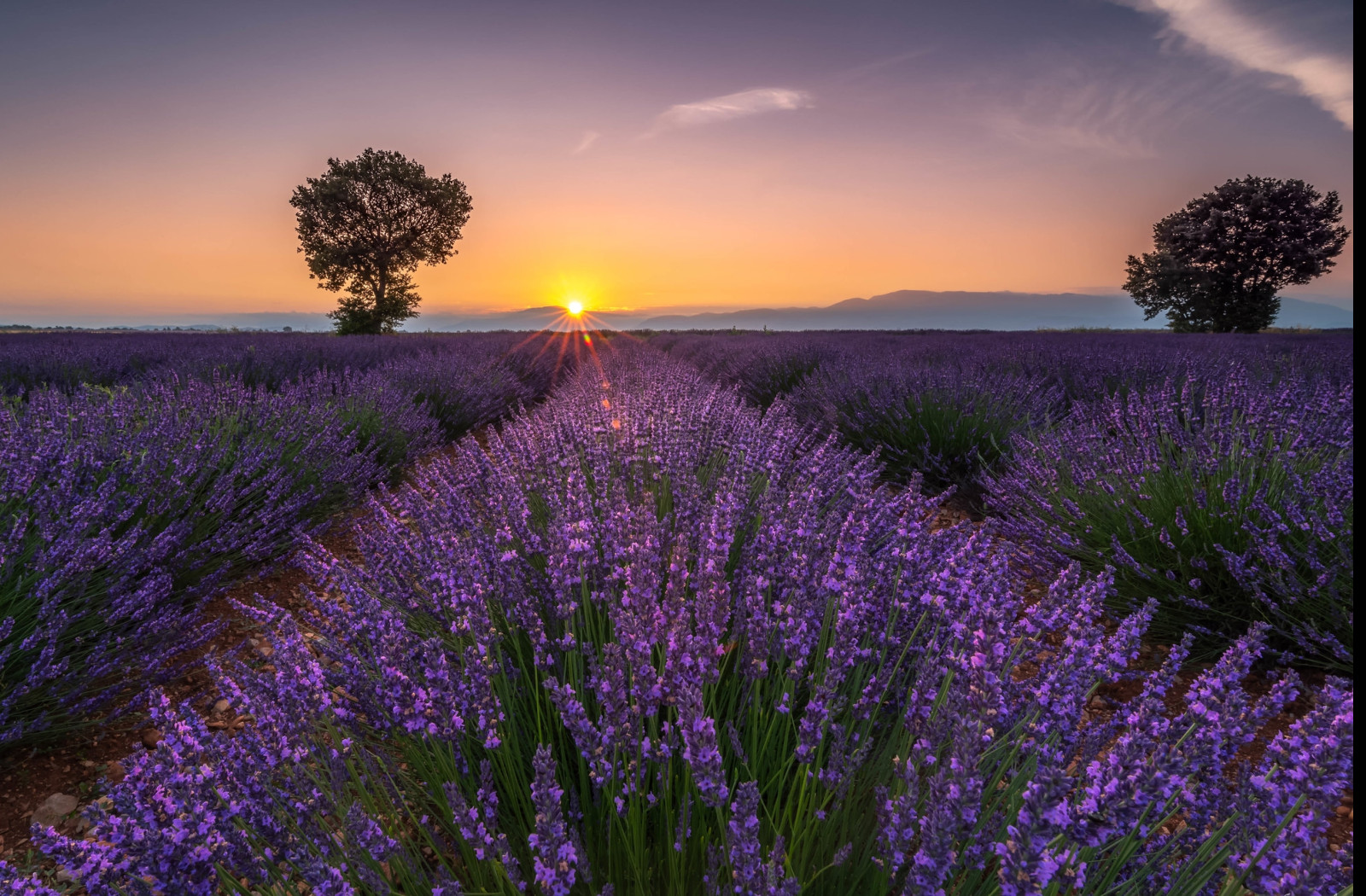 Tapeta valensole_2