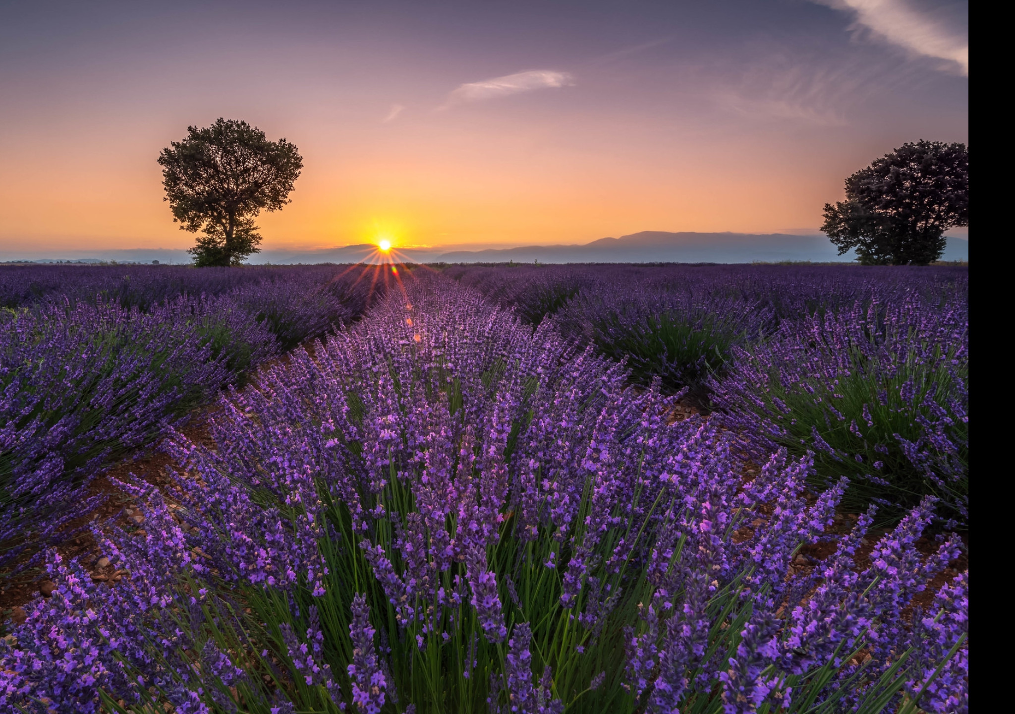 Tapeta valensole_2