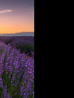Tapeta valensole_2