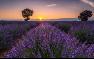 Tapeta valensole_2