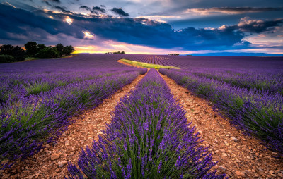 Tapeta: Valensole 3