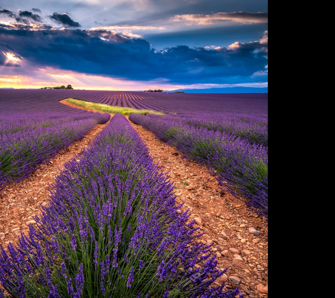 Tapeta valensole_3