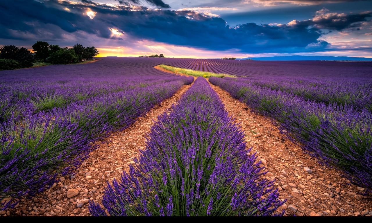 Tapeta valensole_3