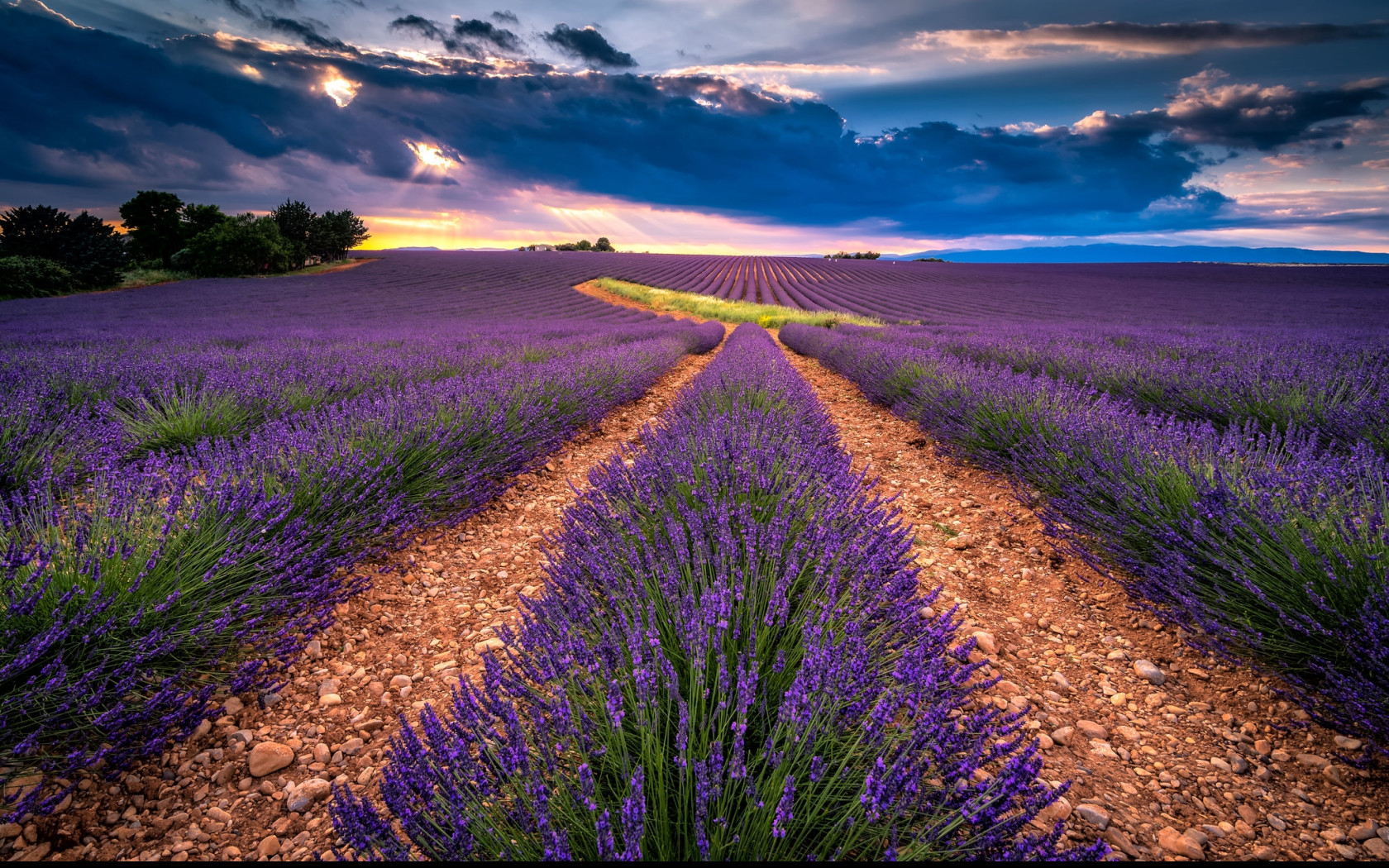 Tapeta valensole_3