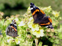 Tapeta Vanessa atalanta