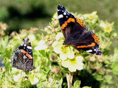 Tapeta: Vanessa atalanta