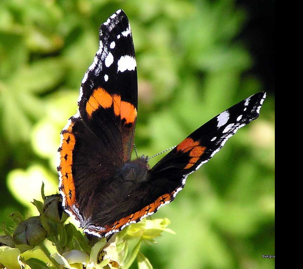 Tapeta vanessaatalanta2