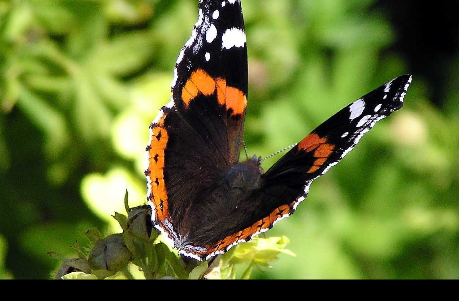 Tapeta vanessaatalanta2