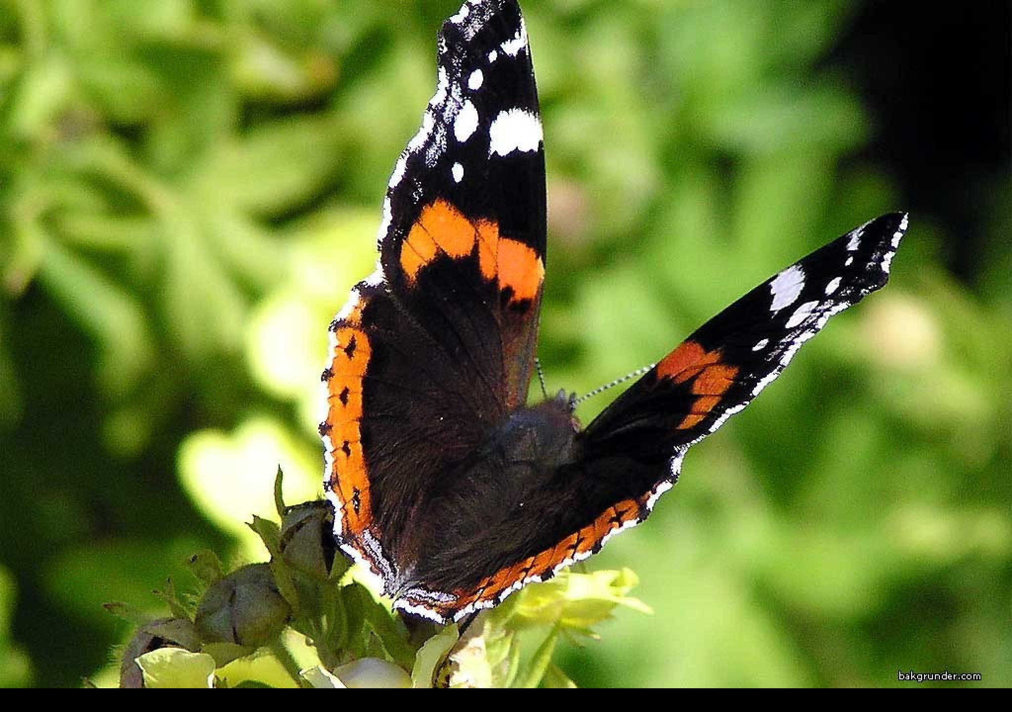 Tapeta vanessaatalanta2