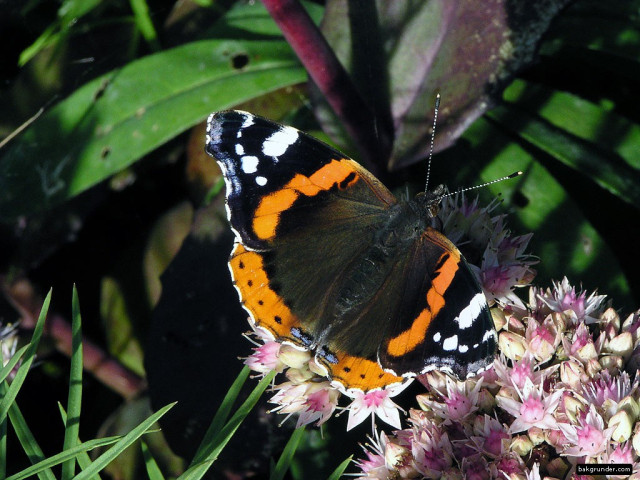 Tapeta vanessaatalanta3