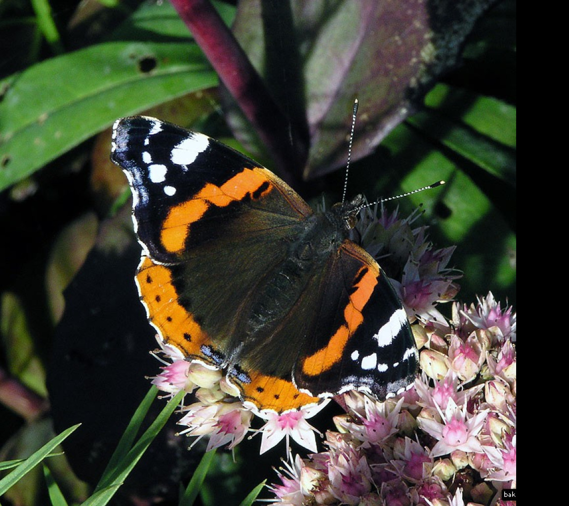 Tapeta vanessaatalanta3