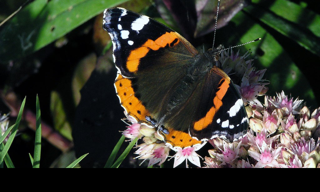 Tapeta vanessaatalanta3