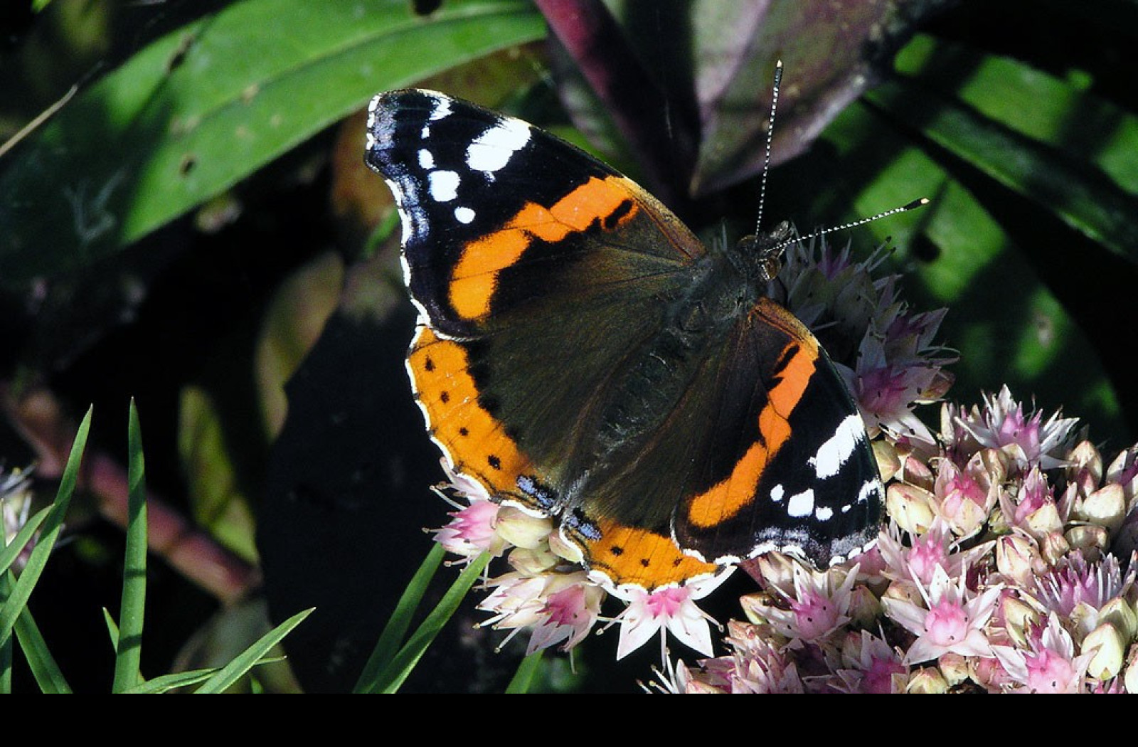 Tapeta vanessaatalanta3